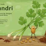 Koriandri: A Complete Guide to Its Origins, Benefits, and Uses
