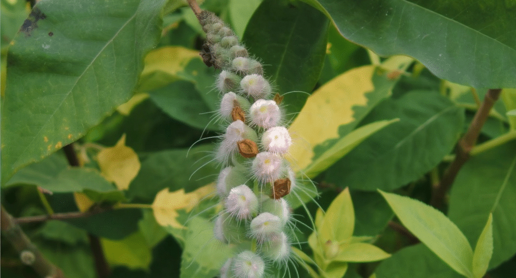 Tarnplanen: Complete Guide to Meaning and Uses